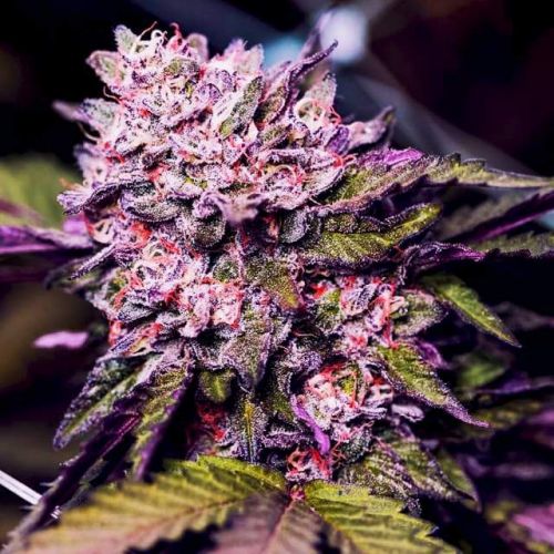 How to Grow Purple Gelato Strain with Female Gelato Seeds